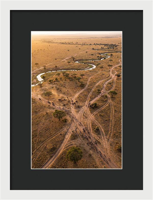 Aerial Trails Through Savanna