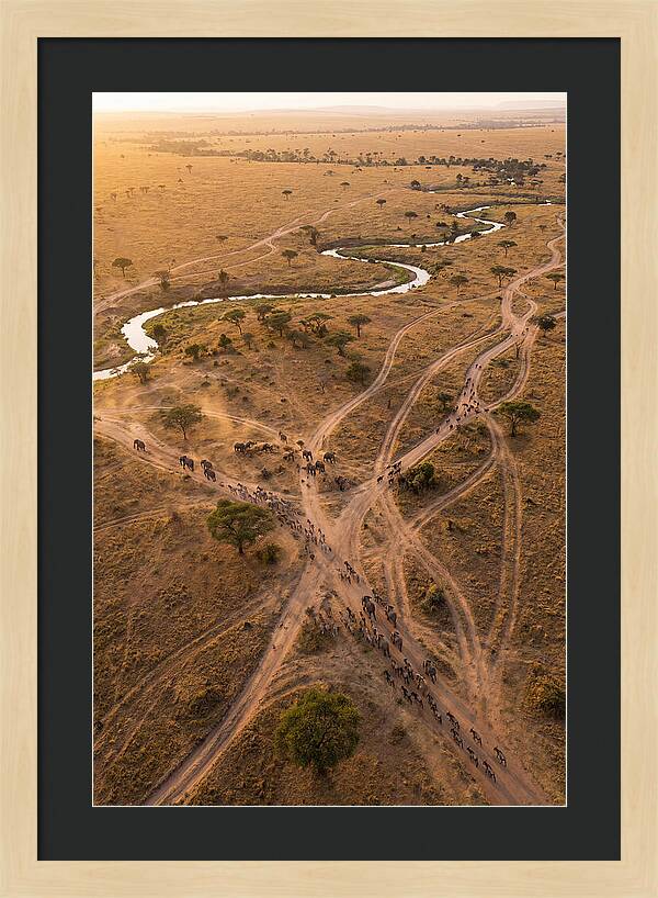 Aerial Trails Through Savanna