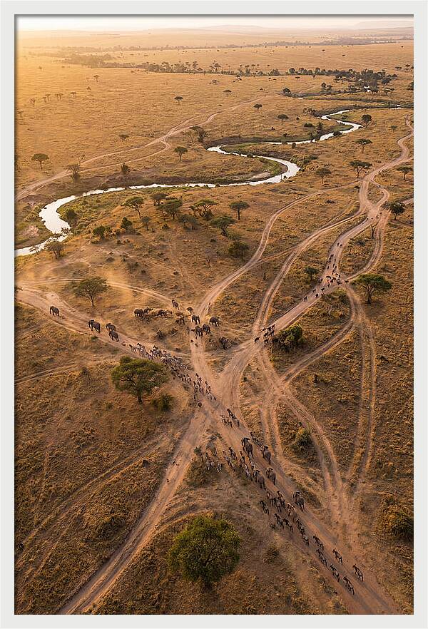 Aerial Trails Through Savanna