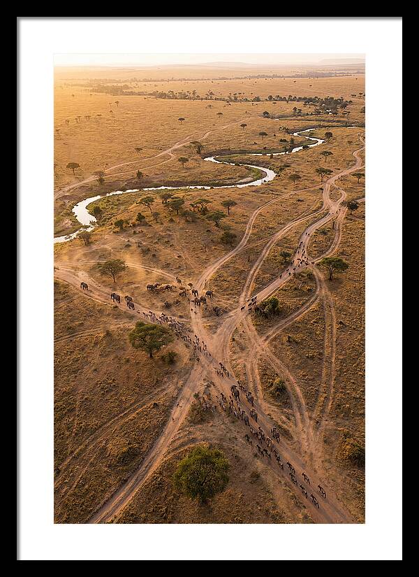 Aerial Trails Through Savanna