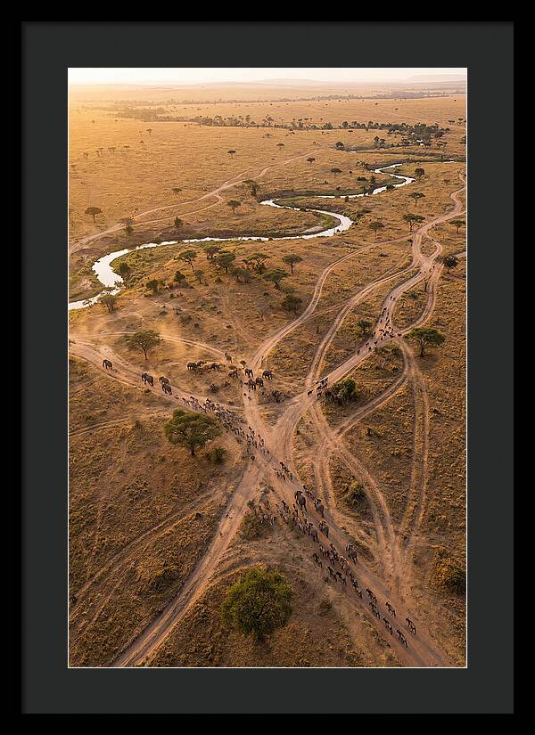 Aerial Trails Through Savanna