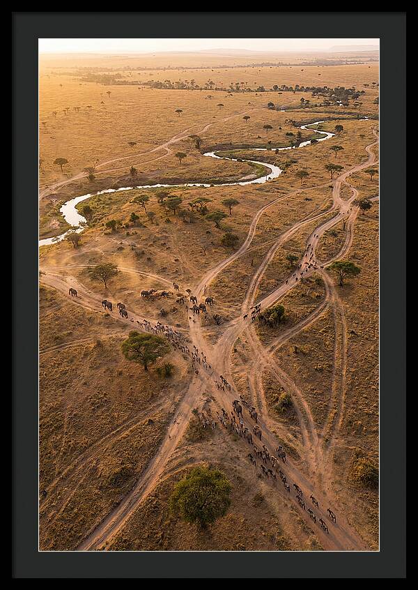 Aerial Trails Through Savanna