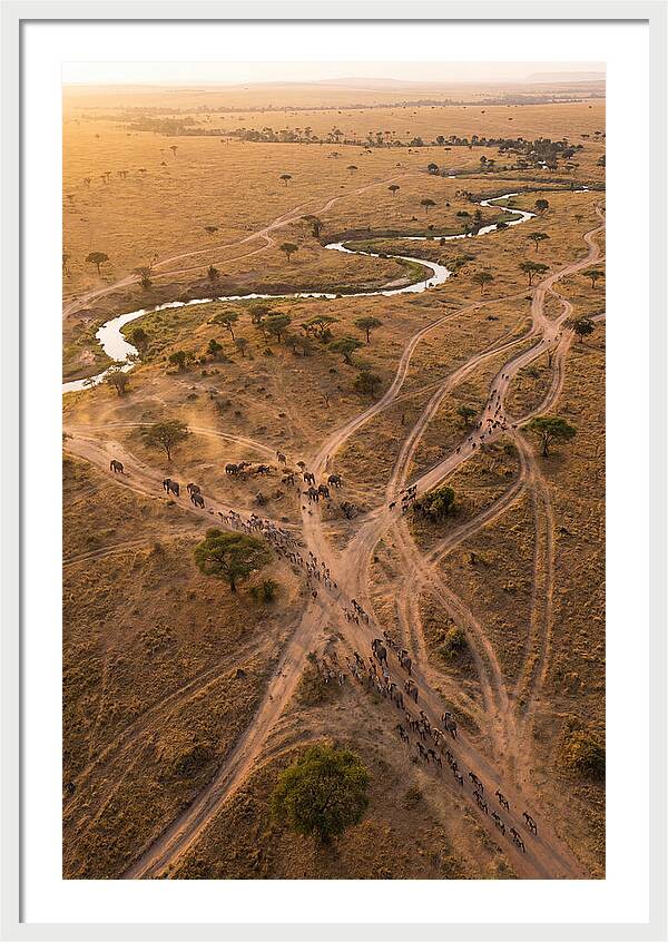 Aerial Trails Through Savanna