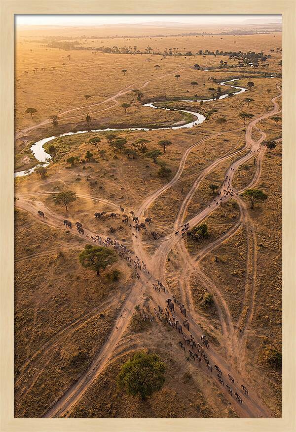 Aerial Trails Through Savanna
