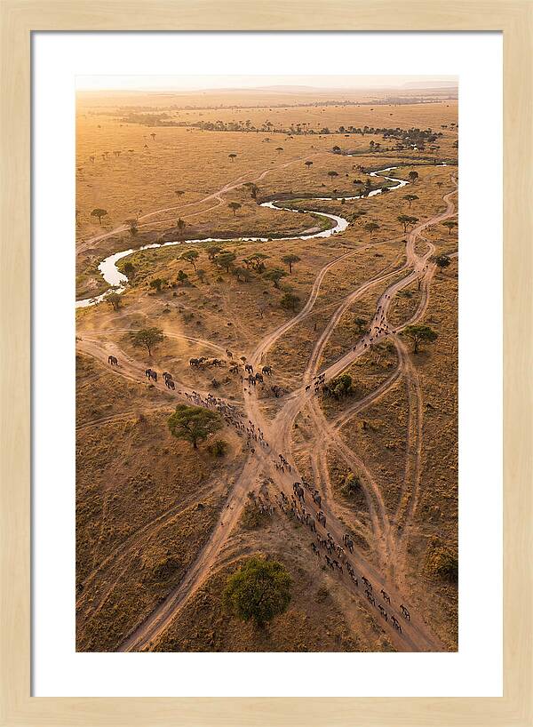 Aerial Trails Through Savanna