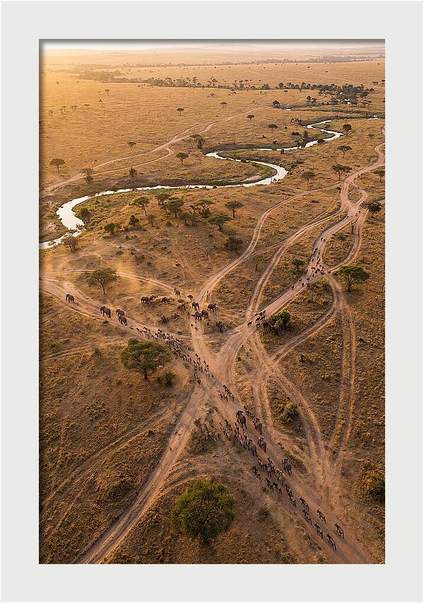 Aerial Trails Through Savanna