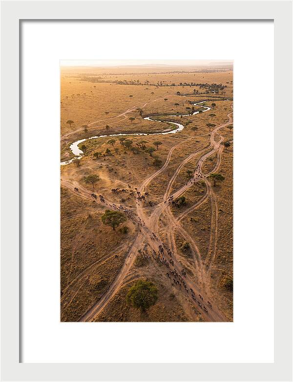 Aerial Trails Through Savanna