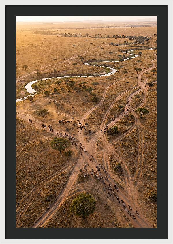 Aerial Trails Through Savanna