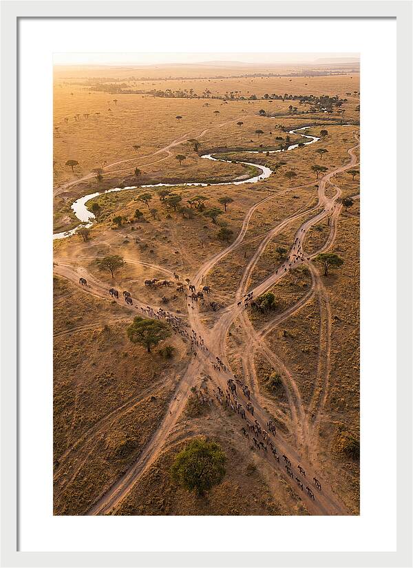 Aerial Trails Through Savanna