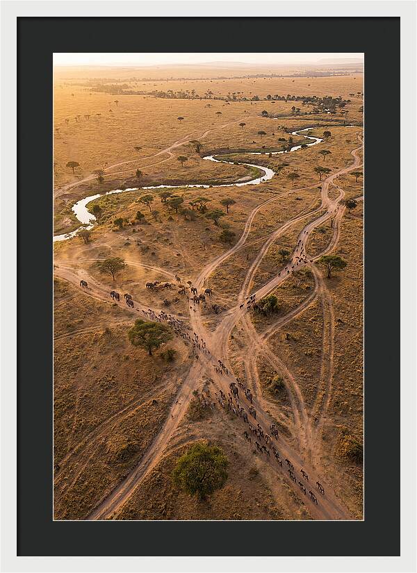 Aerial Trails Through Savanna
