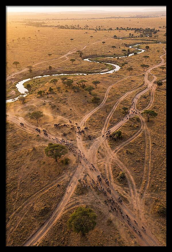 Aerial Trails Through Savanna