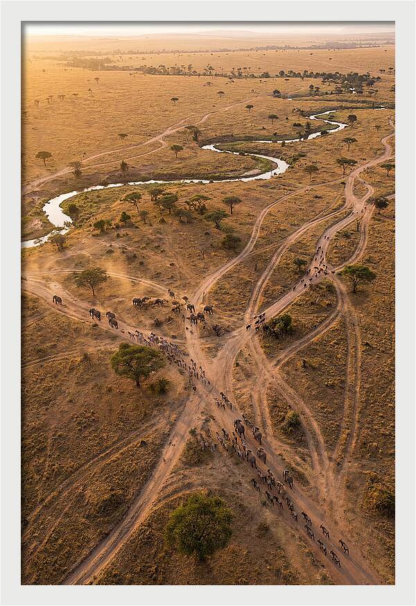 Aerial Trails Through Savanna