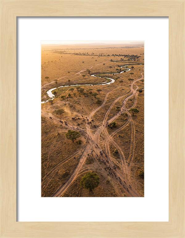 Aerial Trails Through Savanna