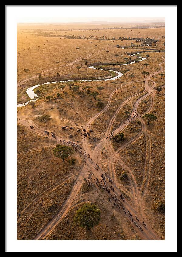 Aerial Trails Through Savanna