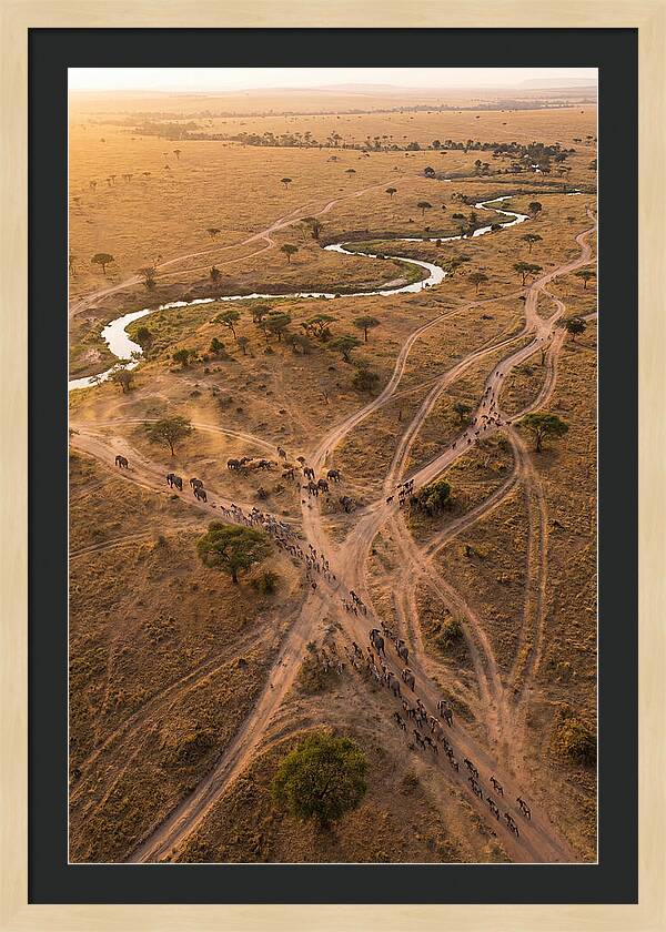 Aerial Trails Through Savanna