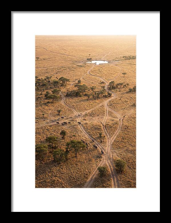 Aerial Trails Through The Savanna