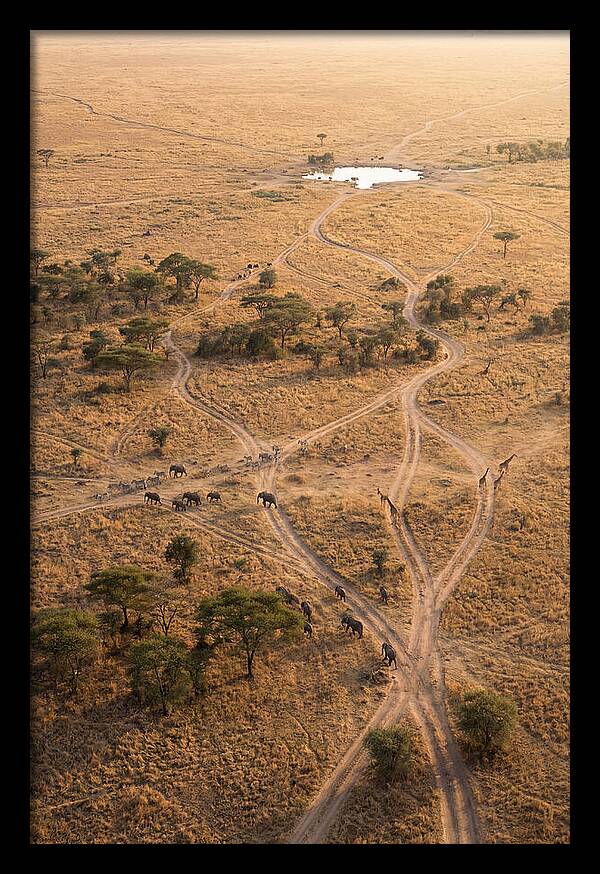 Aerial Trails Through The Savanna