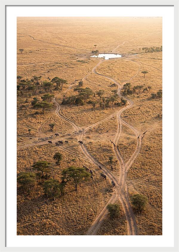 Aerial Trails Through The Savanna