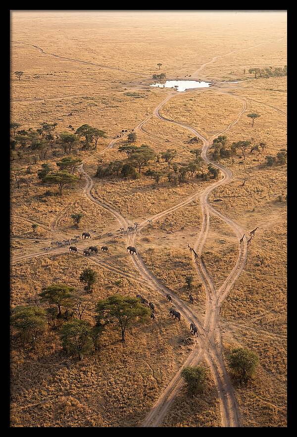 Aerial Trails Through The Savanna