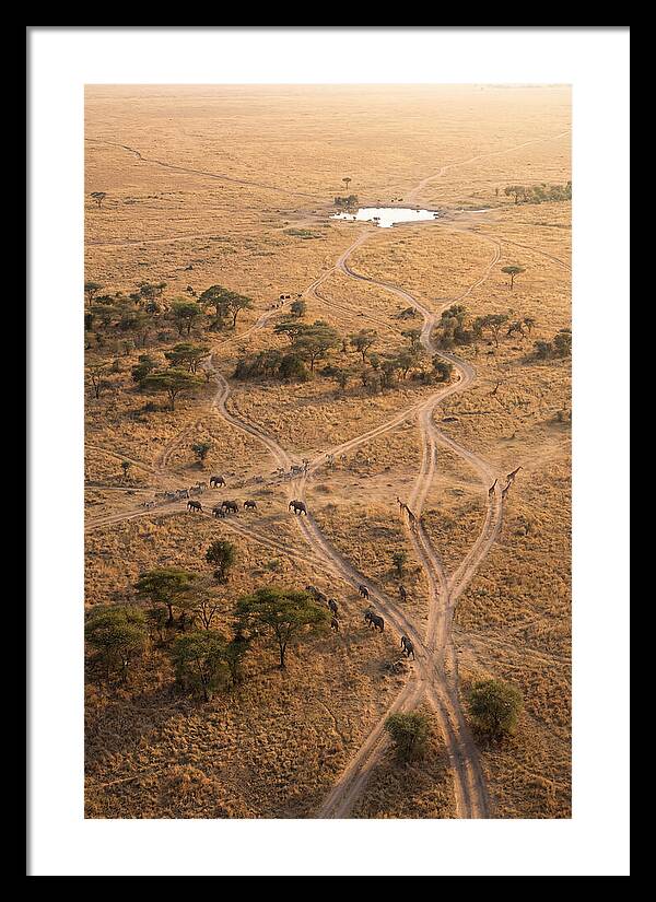 Aerial Trails Through The Savanna