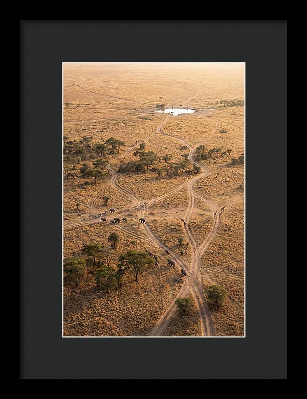Aerial Trails Through The Savanna