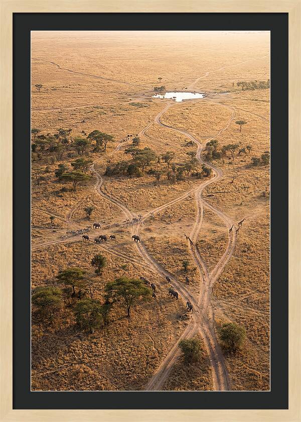 Aerial Trails Through The Savanna