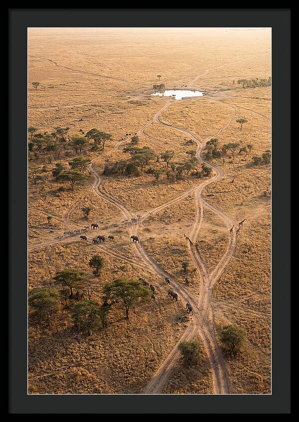 Aerial Trails Through The Savanna