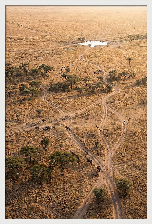 Aerial Trails Through The Savanna