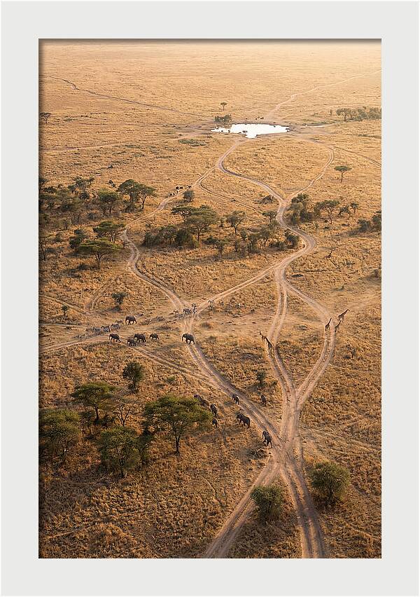 Aerial Trails Through The Savanna