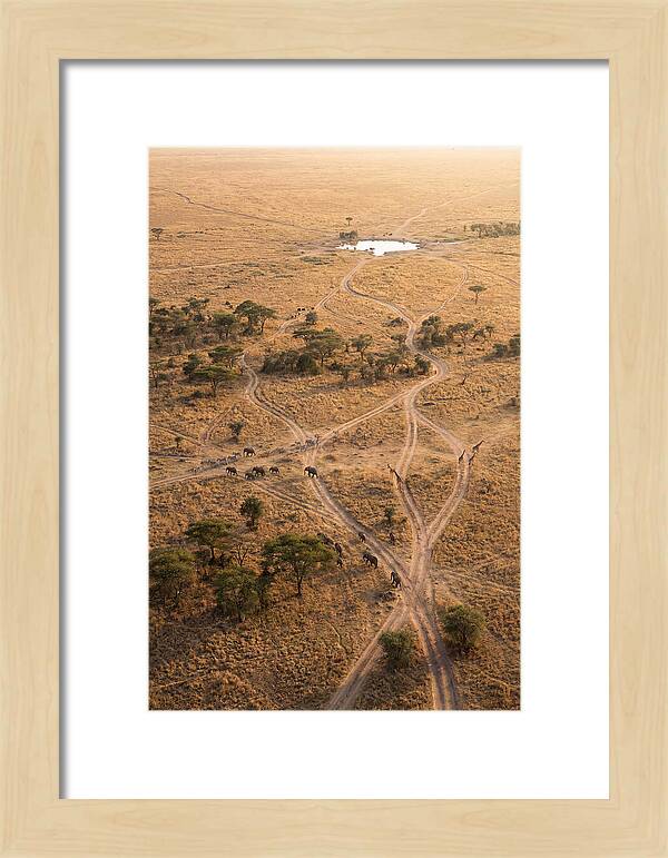 Aerial Trails Through The Savanna