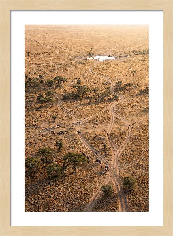 Aerial Trails Through The Savanna