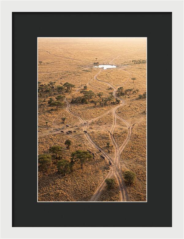 Aerial Trails Through The Savanna