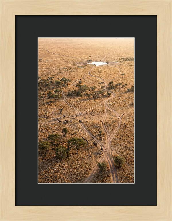 Aerial Trails Through The Savanna