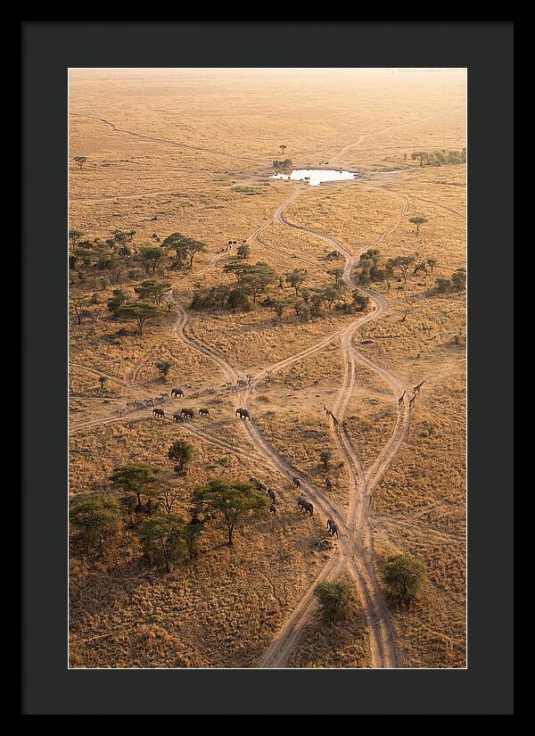 Aerial Trails Through The Savanna