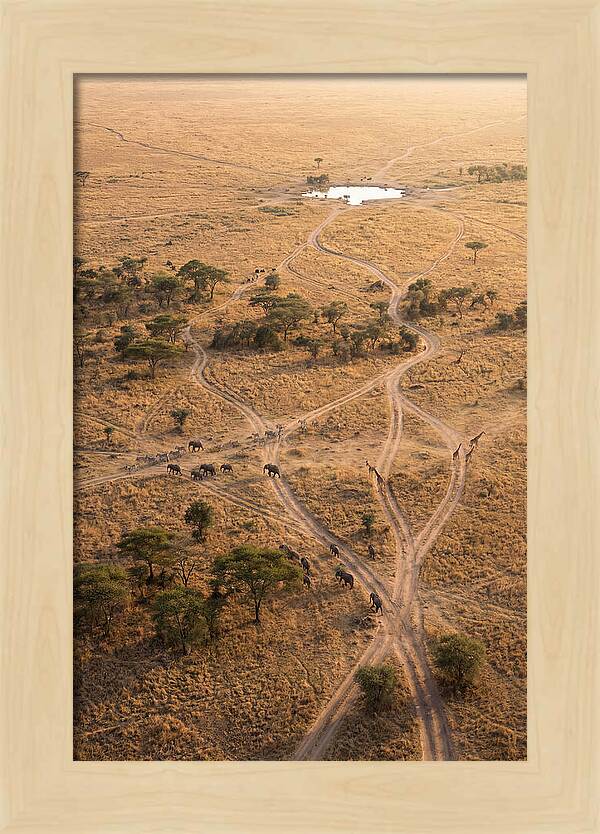 Aerial Trails Through The Savanna