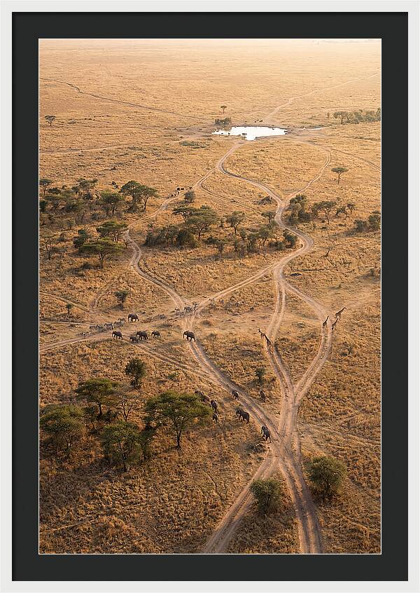Aerial Trails Through The Savanna