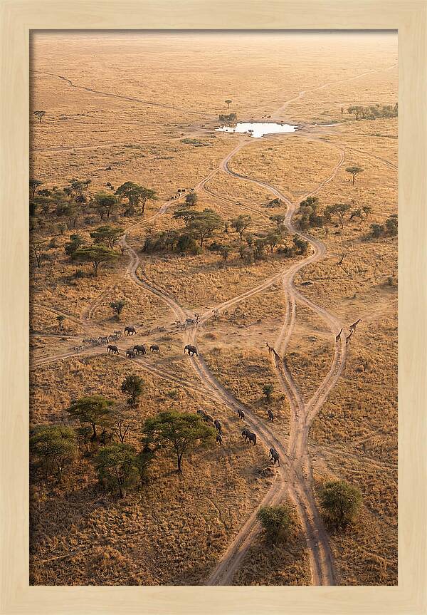 Aerial Trails Through The Savanna