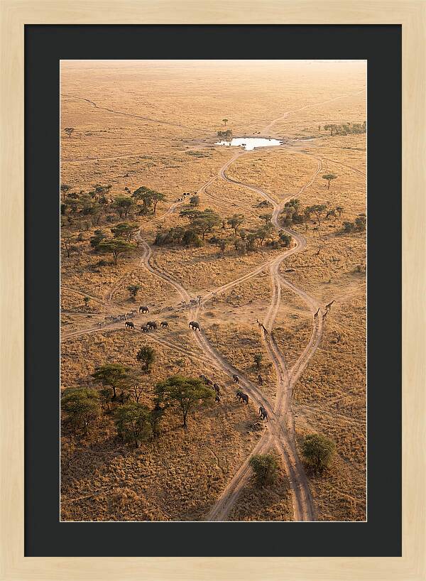 Aerial Trails Through The Savanna