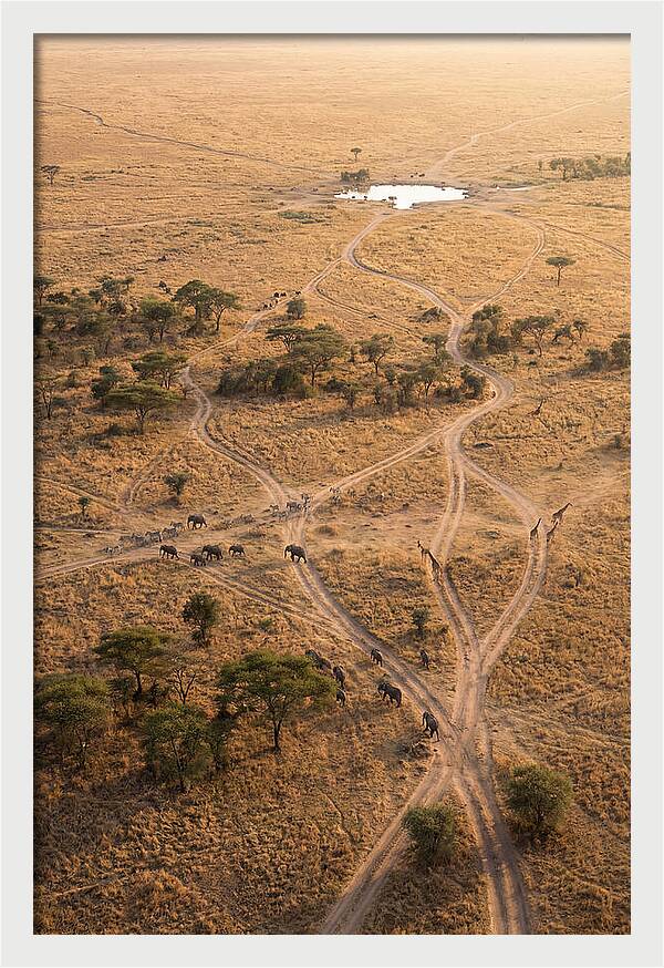 Aerial Trails Through The Savanna