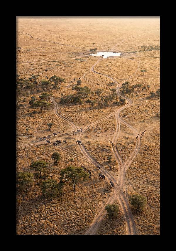Aerial Trails Through The Savanna