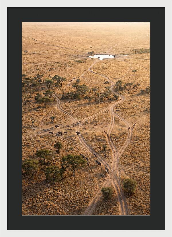Aerial Trails Through The Savanna