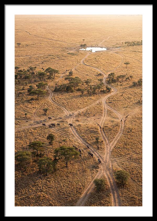 Aerial Trails Through The Savanna