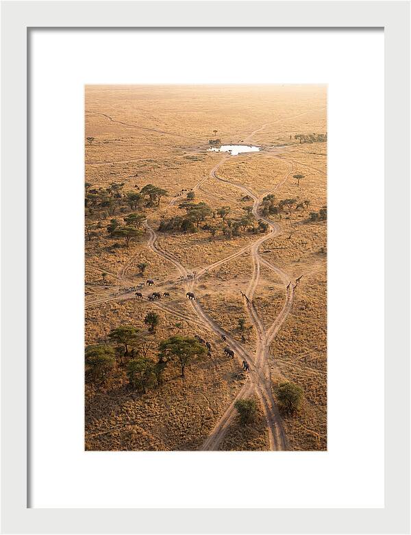 Aerial Trails Through The Savanna