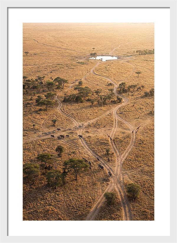 Aerial Trails Through The Savanna