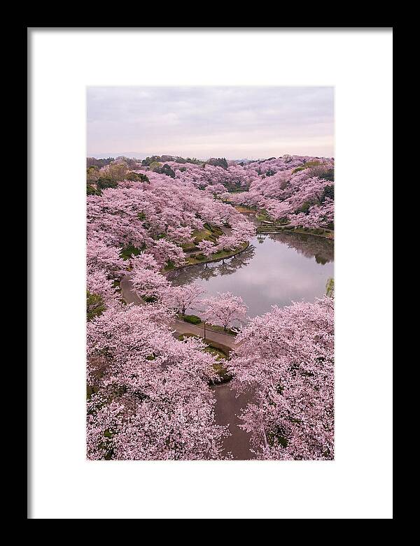 Aerial View Of Cherry Blossoms