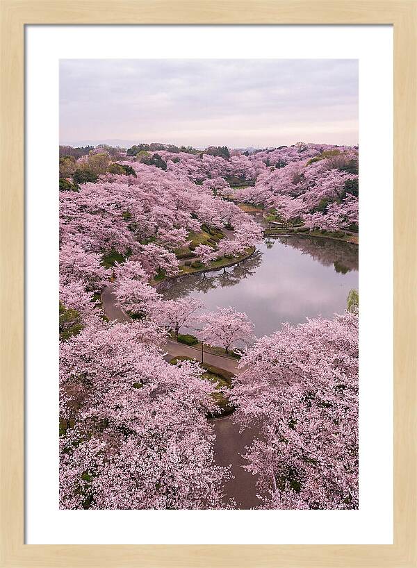 Aerial View Of Cherry Blossoms