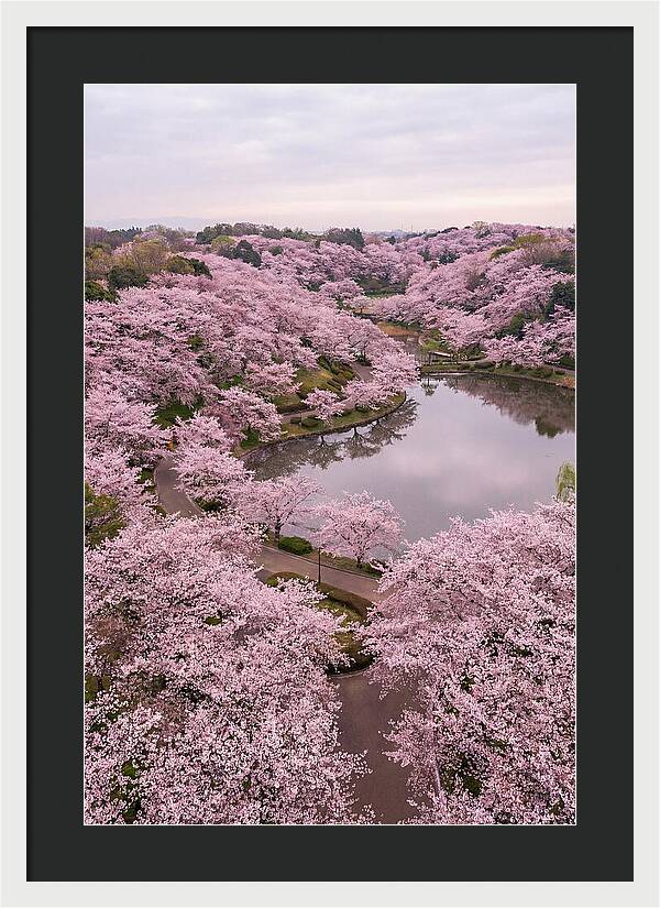 Aerial View Of Cherry Blossoms