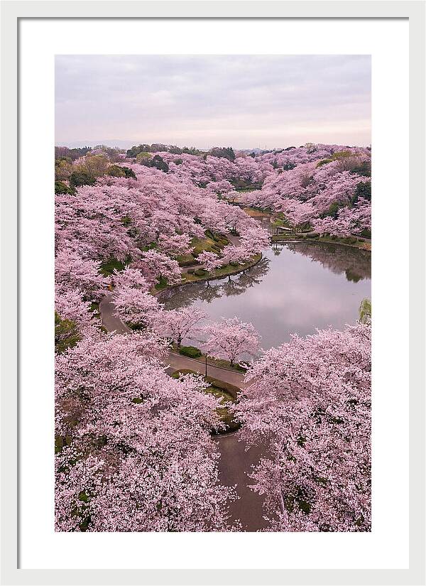 Aerial View Of Cherry Blossoms