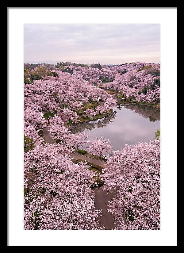 Aerial View Of Cherry Blossoms