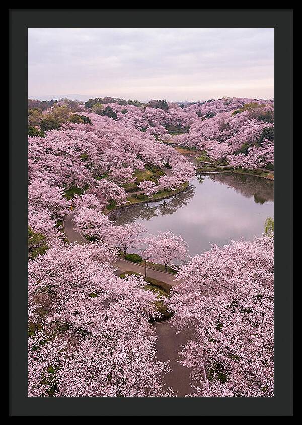 Aerial View Of Cherry Blossoms